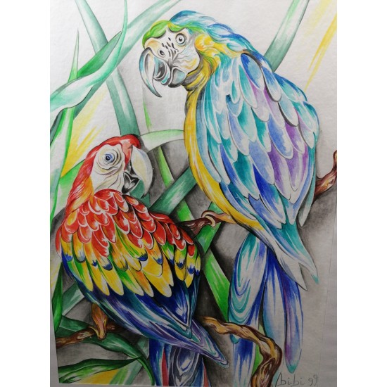 Curious Parrots watercolor cm 40*50